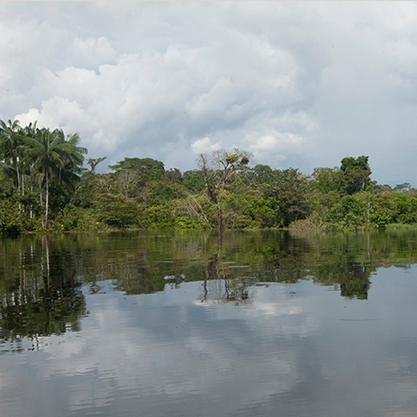 AMAZONAS 8 rio mosaico galeria_MG_4684.jpg
